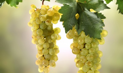 виноград желтый гроздь ветка