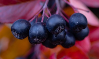 ягоды рябина черная черноплодная