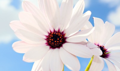 Белые лепестки цветка
