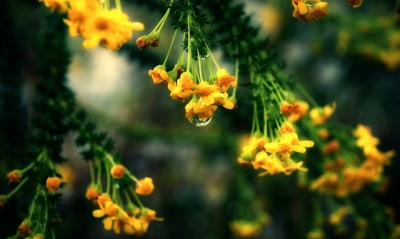Желтые цветки с каплей