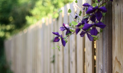Цветы на заборе