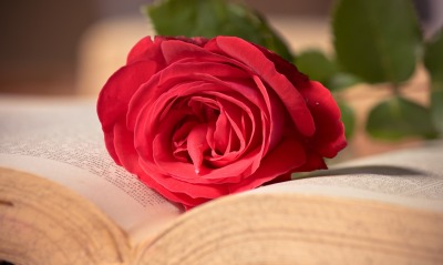 роза, книга
