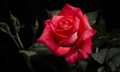 малиновая роза