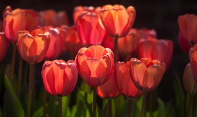 прозрачные тюльпаны