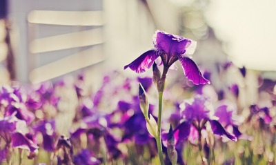 фиолетовый цветочек