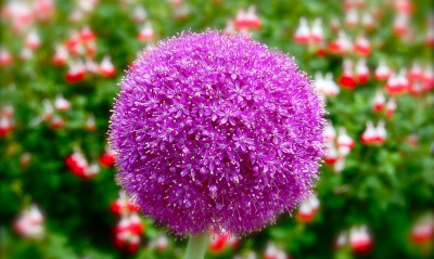цветочный шарик