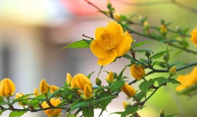 желтые цветочки