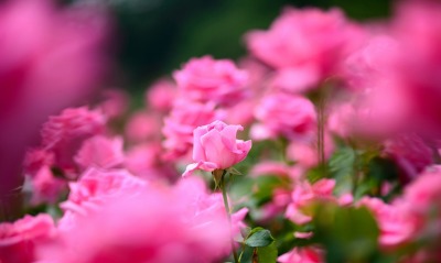 розовые нежные цветы
