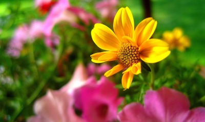 желтый цветочек