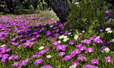 фиолетовые цветочки на поляне