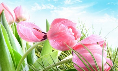 розово-нежные тюльпаны