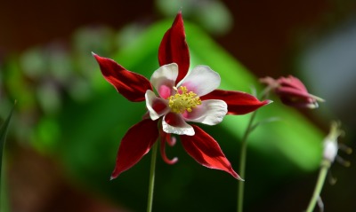 цветок макро