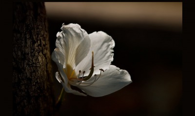 Белый цветок на коре дерева