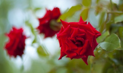 красные розы, листья