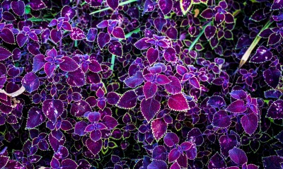 листья, фиолетовые