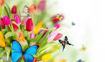 бабочки, тюльпаны