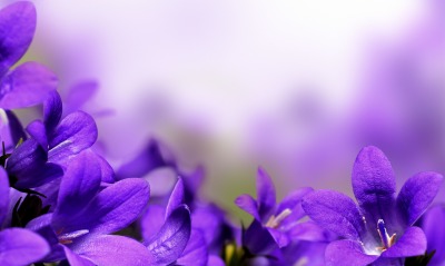 фиолетовые цветы, размытый фон