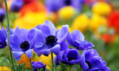 синие цветы, размытый фон
