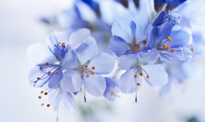 цветы, голубые