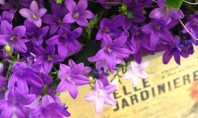 фиолетовые, цветы