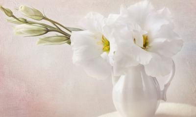 белые цветы, ваза