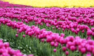 Тюльпаны розовые поле