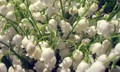 белые, цветы