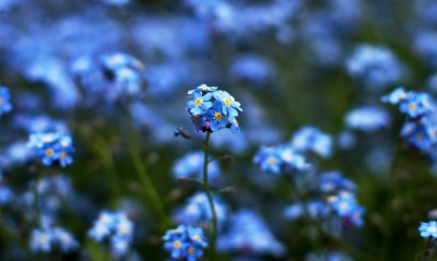 синие цветы, макро
