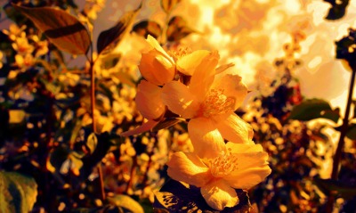 желтые, цветы