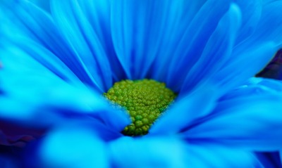 синий, цветок