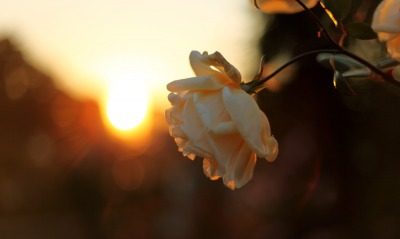 белая роза, закат