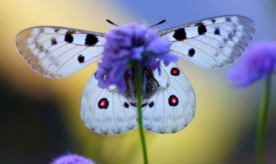 бабочка, крылья