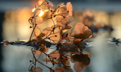 отражение, листья