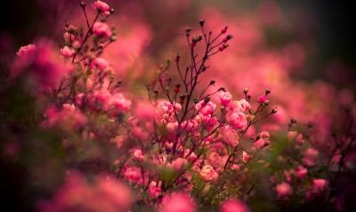 цветение, розовые