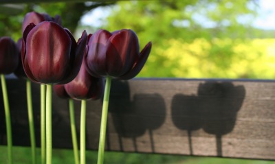 тюльпаны, бордовые