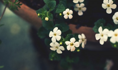 белые цветы, нежность