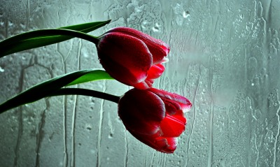 тюльпаны, запотевшие окна