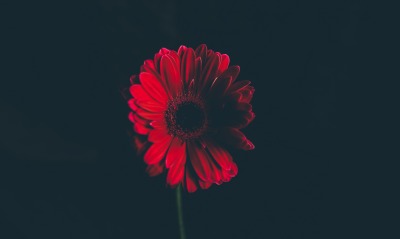 красный цветок, черный фон