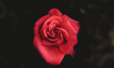 красная роза, бутон