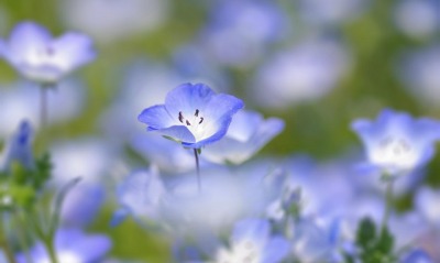 голубые цветы, поляна