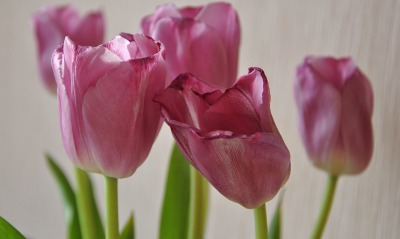 розовые тюльпаны, цветы