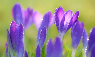 фиолетовые цветы, капли