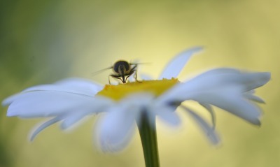 ромашка, пчела