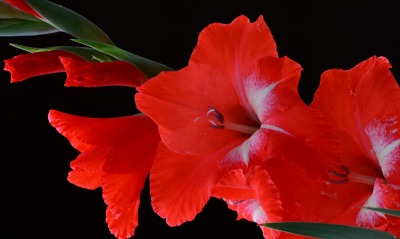 гладиолус, цветок