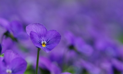 цветы, фиолетовые
