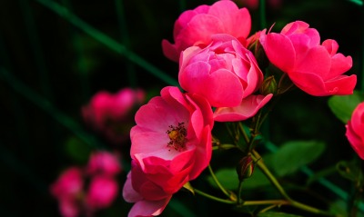 цветы, розовые