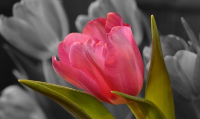 тюльпан, розовый