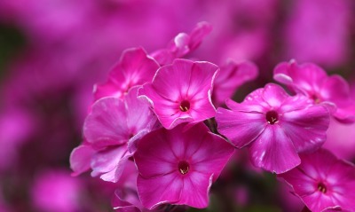 цветы, фиолетовые