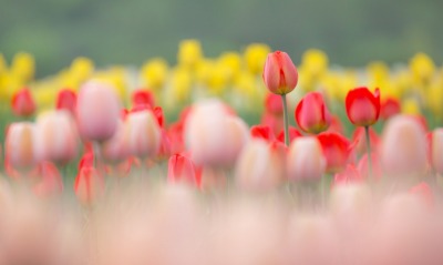 тюльпаны, поле