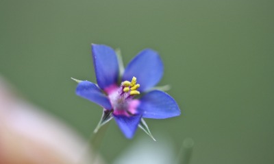 цветок, синий